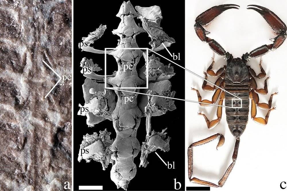 Учёные нашли останки древнейшего на планете скорпиона