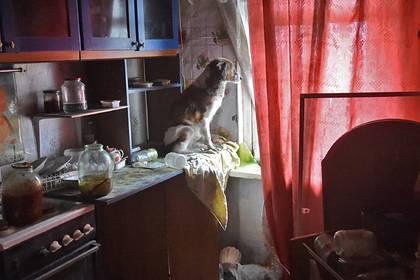 Россиянка завела у себя в квартире двадцать собак и запугала соседей