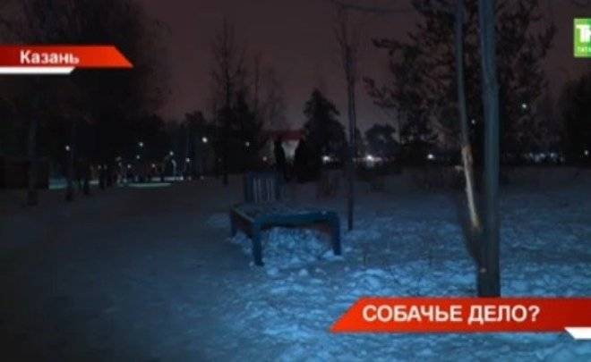 В парке Урицкого собаки сильно повредили деревья — видео