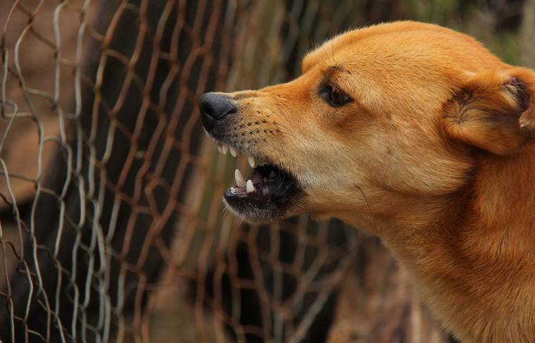Самарский губернатор пообещал запретить охоту на собак