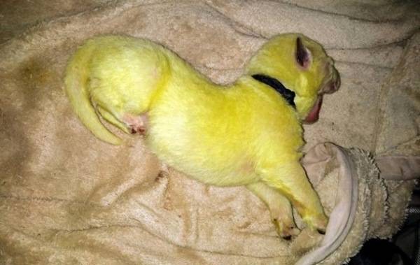 В США родился щенок с ярко-зелёной шерстью