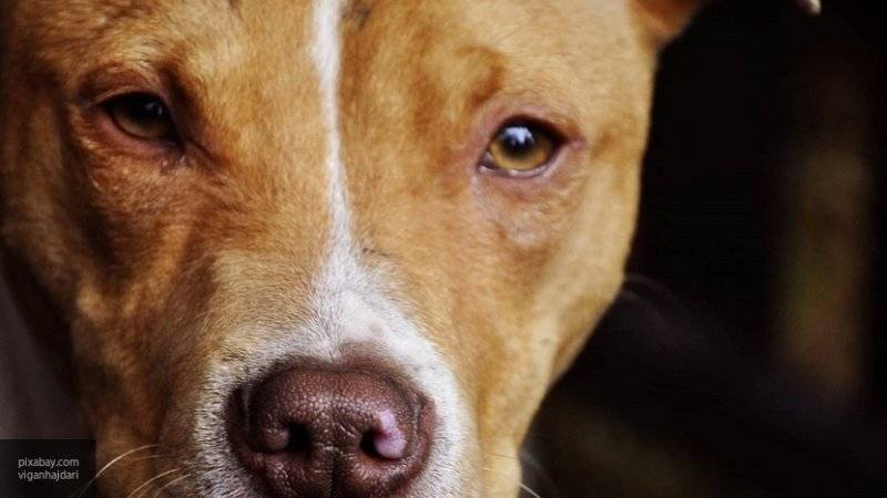 Бойцовская собака проникла в школу в Вологодской области и покусала шестерых детей