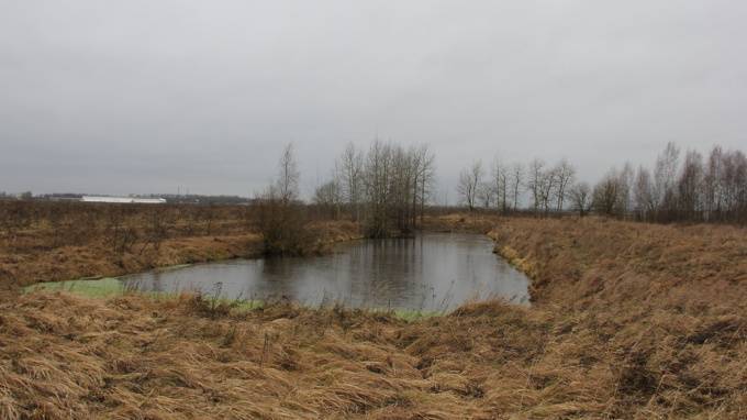Комиссия по Генплану защитила от застройки Кондакопшинское болото в Пушкинском районе