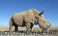 Создан третий эмбрион практически исчезнувшего северного белого носорога