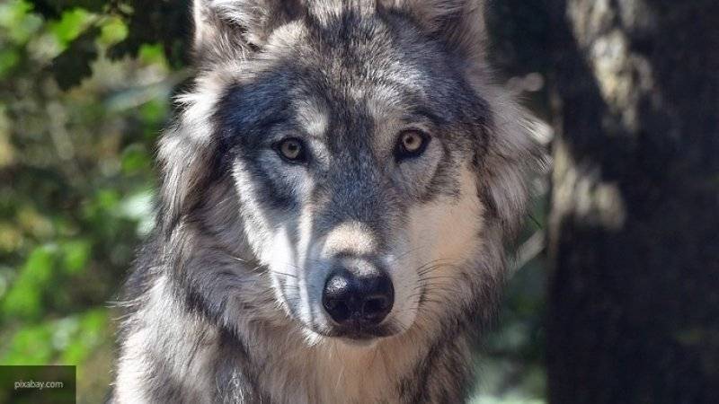Шведские зоологи выяснили, что волчата могут выполнять команду "апорт"