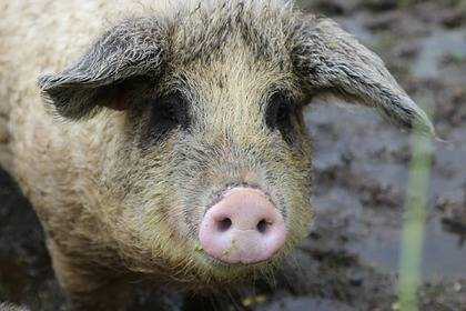 Польский фермер получил сердечный приступ и был съеден гигантскими свиньями