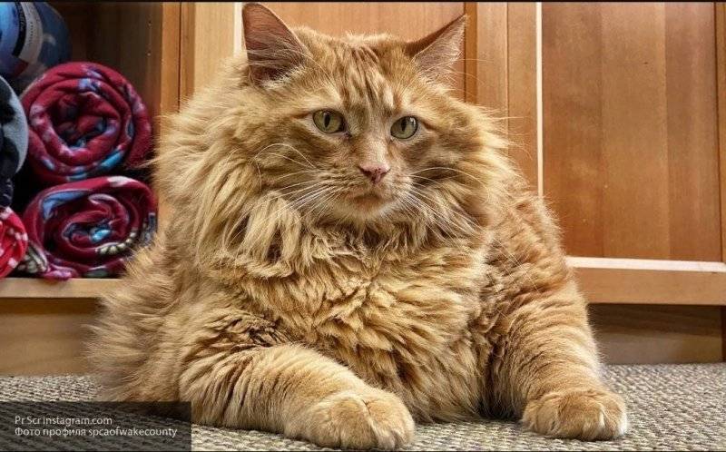 16-ти килограммовый кот Базука будет худеть у новых хозяев