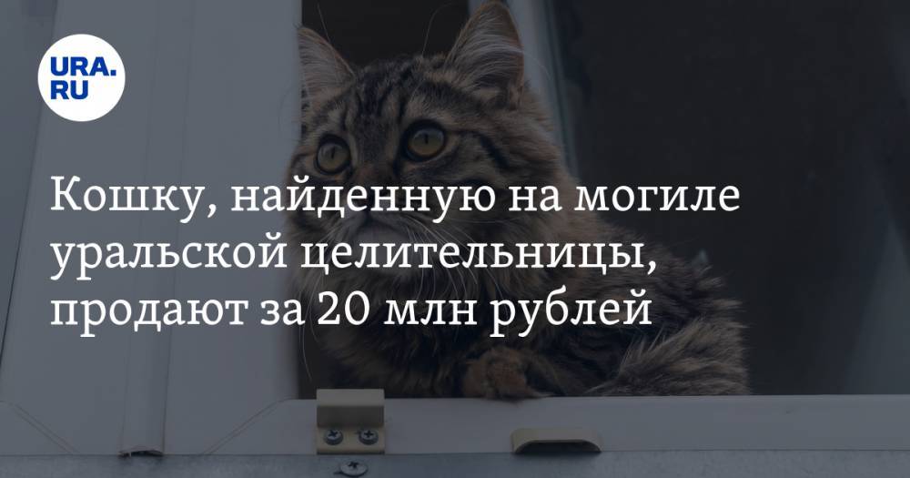 Кошку, найденную на могиле уральской целительницы, продают за 20 млн рублей