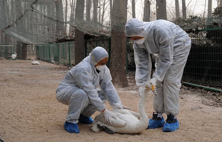 Россиян предостерегли от контактов с животными в Азии из-за пневмонии