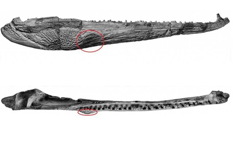Палеонтологи нашли древнейшую доброкачественную опухоль в скелете крокодила