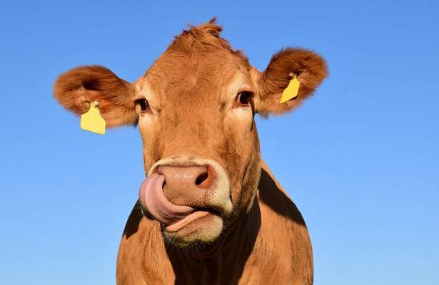 Учёные нашли у коров человеческие черты