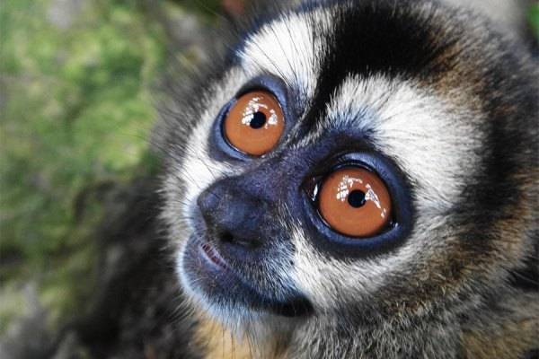 В Московском зоопарке впервые родилась редкая боливийская обезьяна