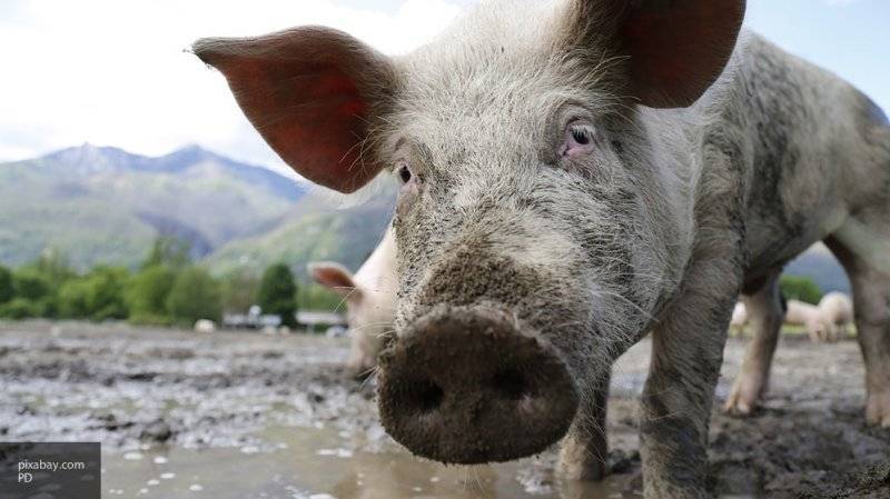 Голодные гигантские свиньи съели фермера в Польше