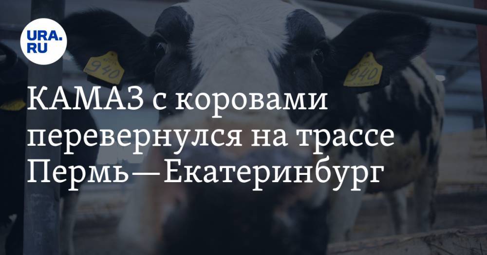 КАМАЗ с коровами перевернулся на трассе Пермь—Екатеринбург