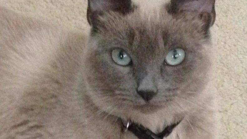 Домашнюю кошку случайно усыпили во время обычного посещения ветеринара