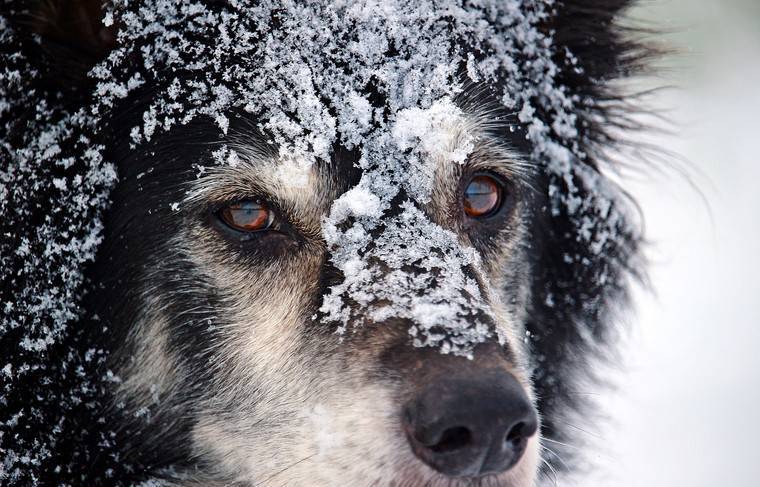 В Якутске отловленные бездомные животные гибнут от мороза в приютах