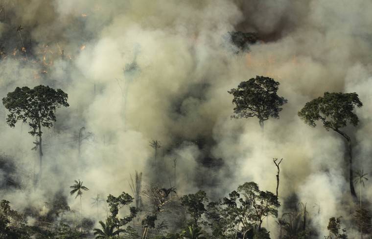 Пожары грозят уничтожить леса Амазонии - «лёгкие планеты»