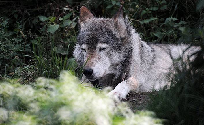 Clarín (Аргентина): удивительная история Ивана и его любимого волка