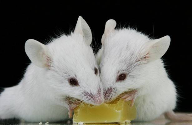 В Ростовской области нашли два новых вида мышей