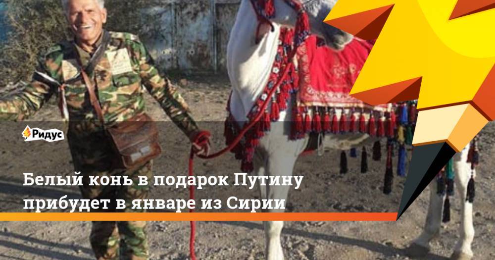 Белый конь в подарок Путину прибудет в январе из Сирии
