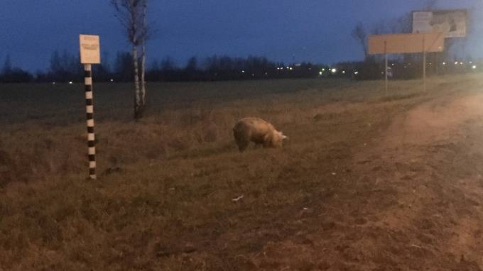 Во Всеволожском района на трассе заметили свинью