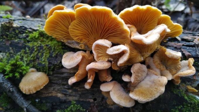 Петербуржцы нашли съедобные грибы в лесу в январе