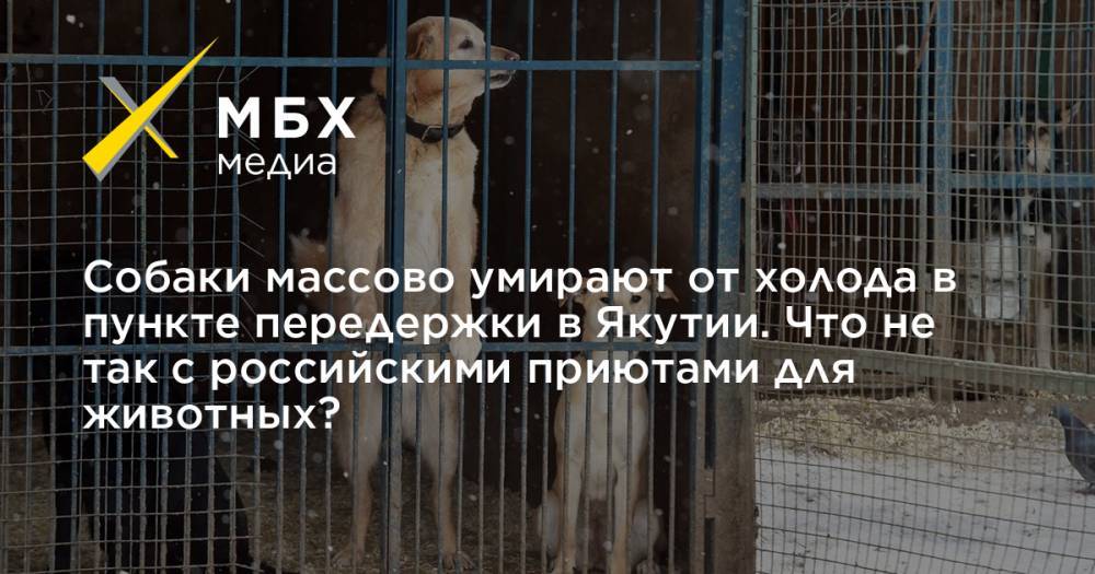 Собаки массово умирают от холода в пункте передержки в Якутии. Что не так с российскими приютами для животных?