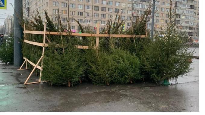 В Петербурге подсчитали ущерб от ёлочных браконьеров в новогодние праздники