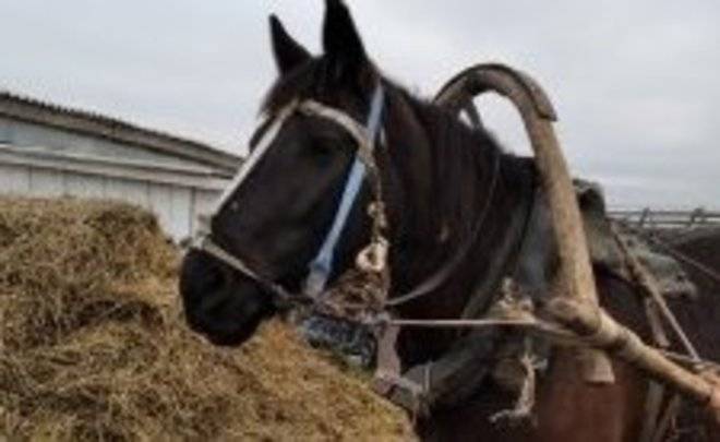 В Татарстане судят директора фермы, где разнорабочего убила лошадь