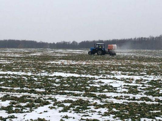 Урожай озимых в России под угрозой из-за аномальной погоды