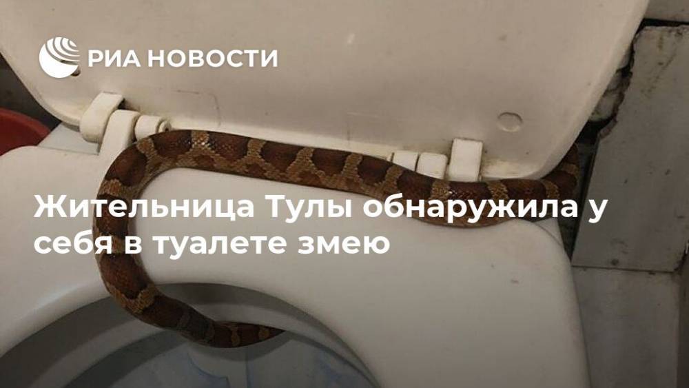 Жительница Тулы обнаружила у себя в туалете змею