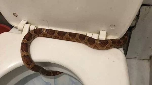 Россиянка в собственном туалете на седушке унитаза обнаружила рептилию