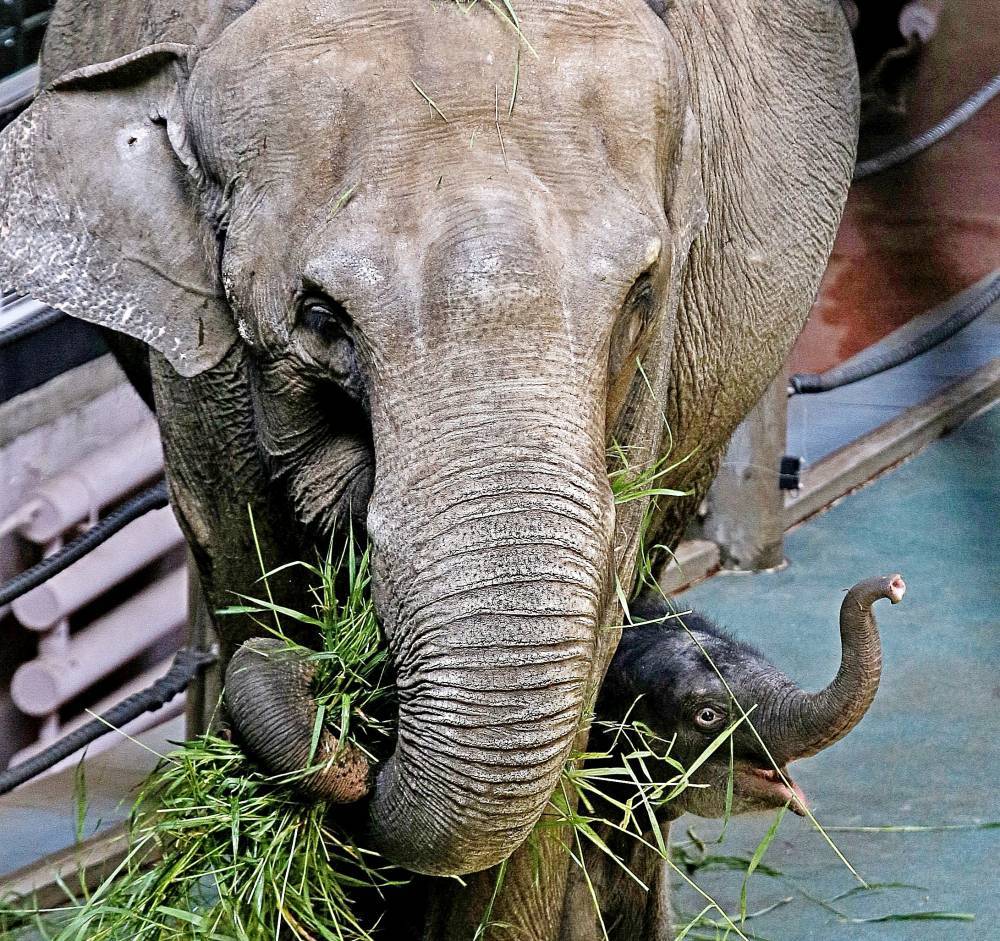 Дикий слон опрокинул мебель в гостинице на Шри-Ланке