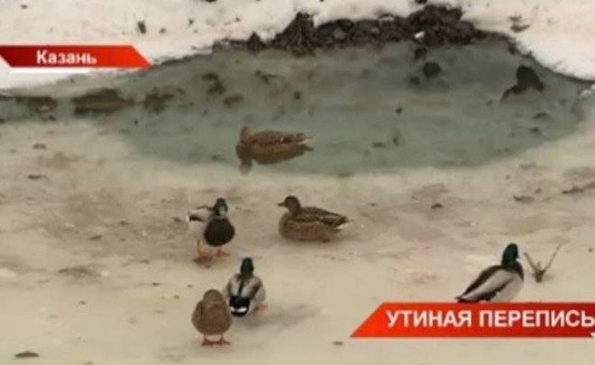 В Казани прошла утиная перепись — видео