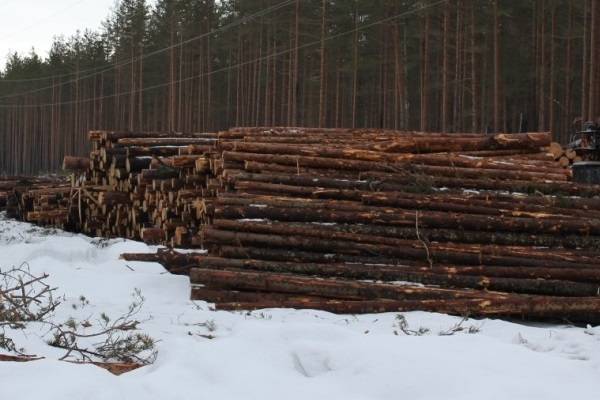За год из Петербурга и Ленобласти на экспорт отправили 3,5 кубометров леса