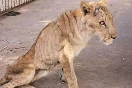 Пять львов обрекли на голодную смерть в зоопарке