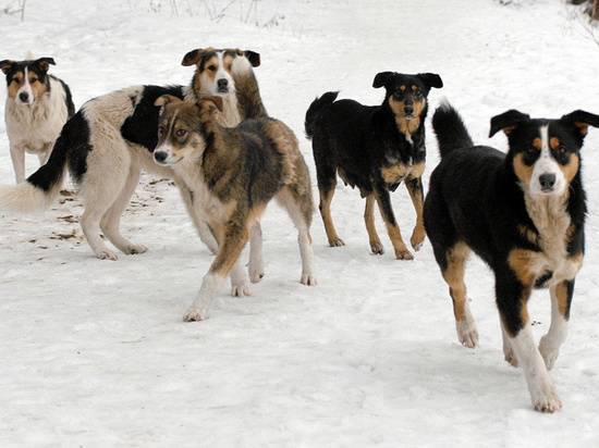 Стая бродячих собак искусала российского школьника