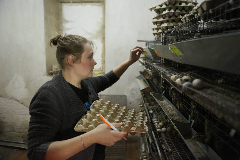 Около 30 миллионов перепелиных яиц произвели в Московской области