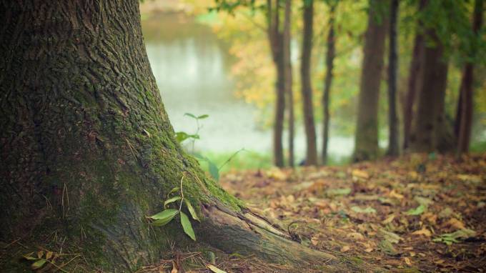 В Александровском саду деревья лечат от "голландской болезни"