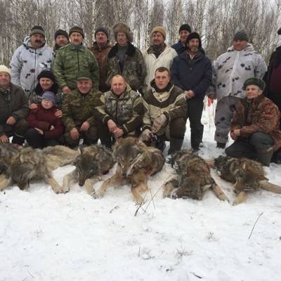 Охотники и полиция ловят волков, которые бродят по Калуге