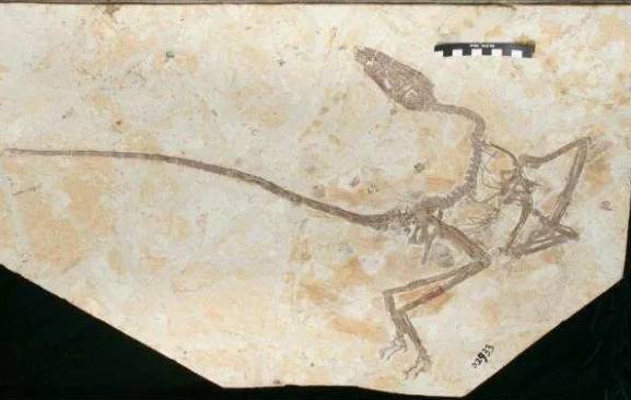 Палеонтологи нашли в Китае неизвестный вид летающих динозавров