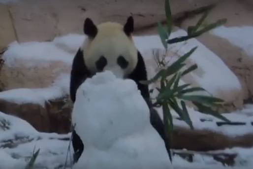 Панда Жуи набросилась на снеговика и покорила пользователей Сети