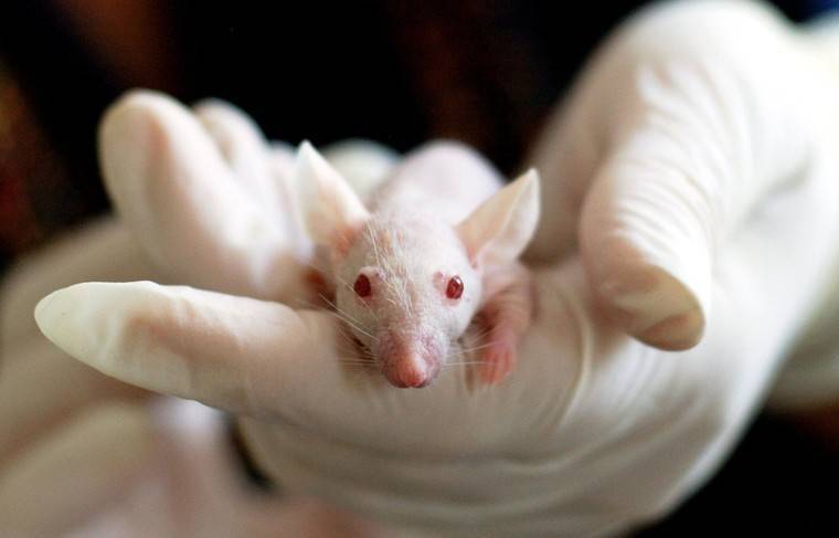 Учёные смогли удвоить запас яйцеклеток в яичниках мышей