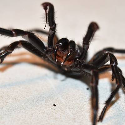 Австралию атаковали ядовитые пауки