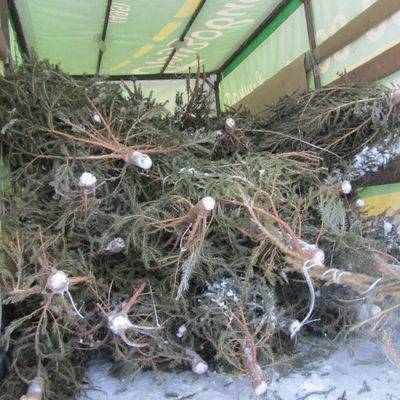 Более 22 тысяч новогодних деревьев сдали на переработку жители Москвы