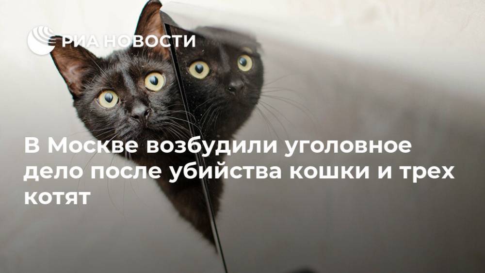 В Москве возбудили уголовное дело после убийства кошки и трех котят