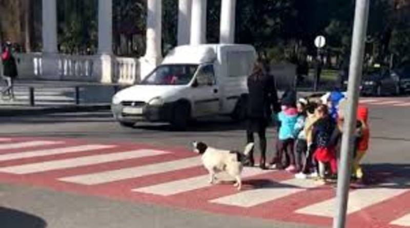 Бездомная собака лаяла на автомобили и бегала по пешеходному переходу, чтобы через него перешла группа детей