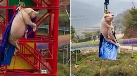 В китайском тематическом парке перед убоем свинью заставили прыгнуть с тарзанки