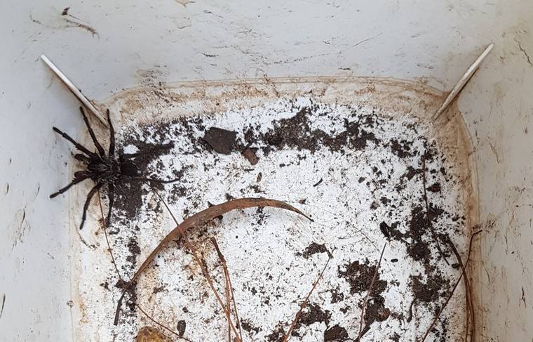 Ядовитые пауки активизировались в Австралии - news.ru - Австралия