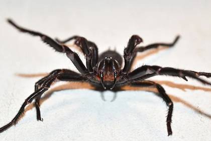 Специалисты предупредили о нашествии пауков со смертельным ядом